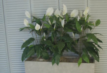 Le piante artificiali 1154 0 Le piante artificiali_ok